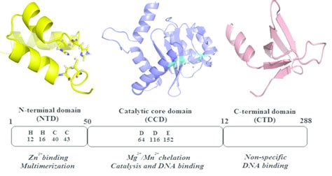 fefab|Single residue mutation in integrase catalytic core domain affects ...